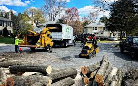 How Our Tree Care Process Works  in  Appalachia, VA